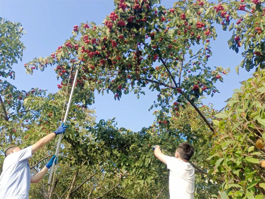 1697761788858785.jpg 山楂.jpg